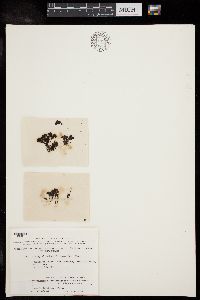 Bostrychia arbuscula image