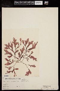 Thuretia quercifolia image