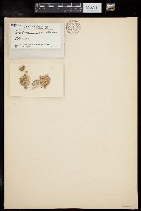 Amphiroa annulata image