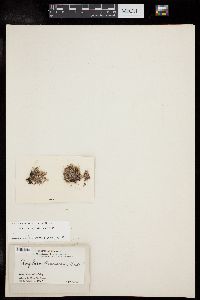 Amphiroa valonioides image