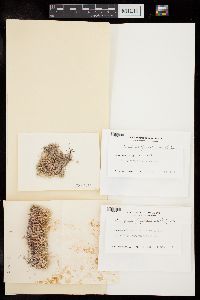 Amphiroa fragilissima image