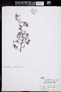 Jania arborescens image