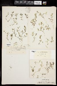 Nitella opaca var. paucicosta image