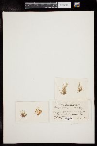 Bryopsis indica image