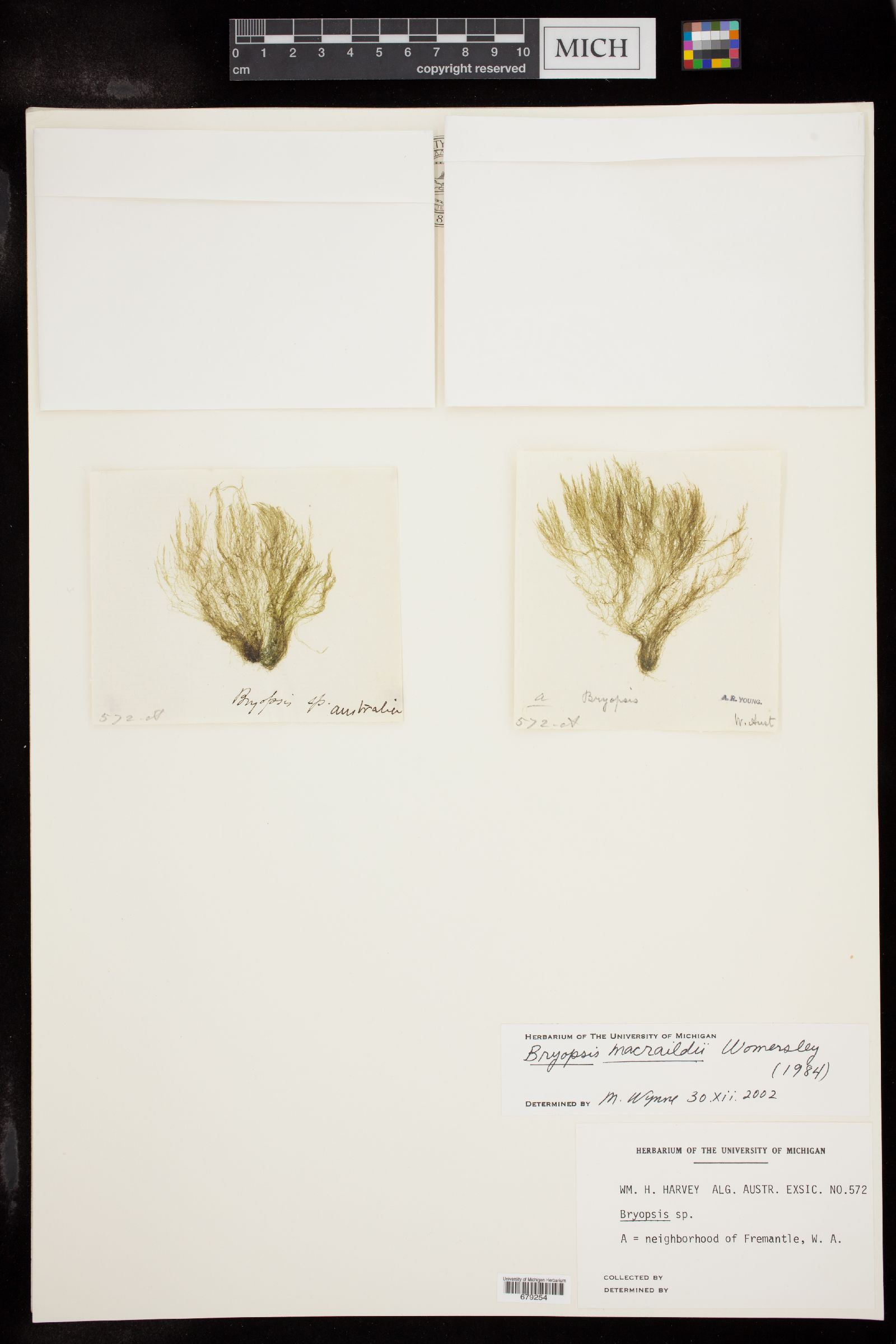 Bryopsis macraildii image