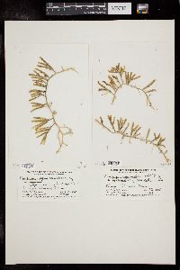 Caulerpa cupressoides var. lycopodium image