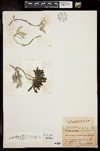 Caulerpa paspaloides var. wurdemannii image