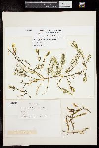 Caulerpa sertularioides f. longiseta image