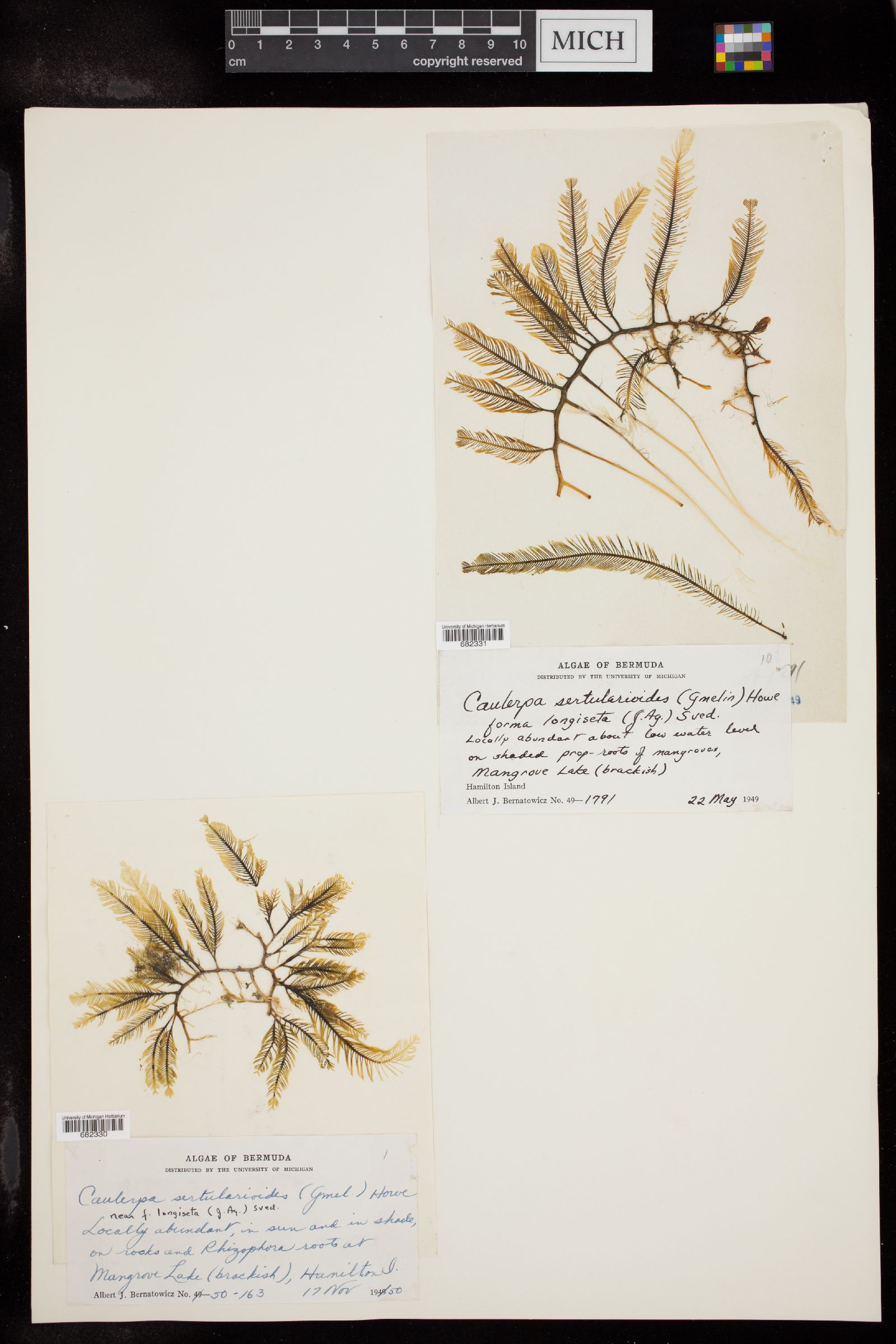 Caulerpa sertularioides f. longiseta image
