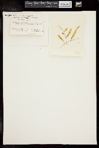 Caulerpa taxifolia f. asplenoides image