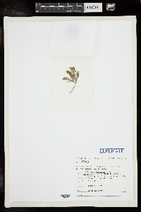 Cladophora japonica var. kajimurae image