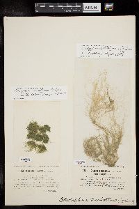 Cladophora trichotoma f. elongata image