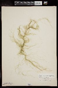 Cladophora flexuosa image