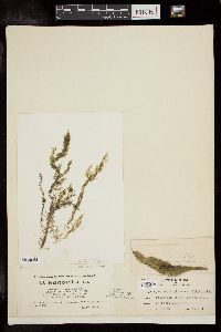 Cladophora glomerata image