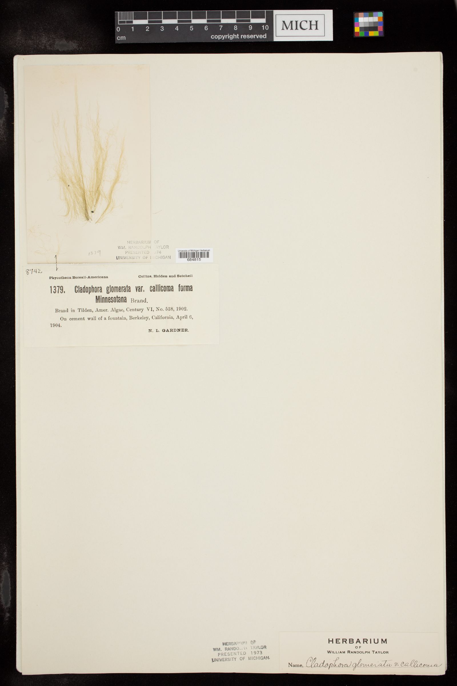 Cladophora glomerata f. callicoma image