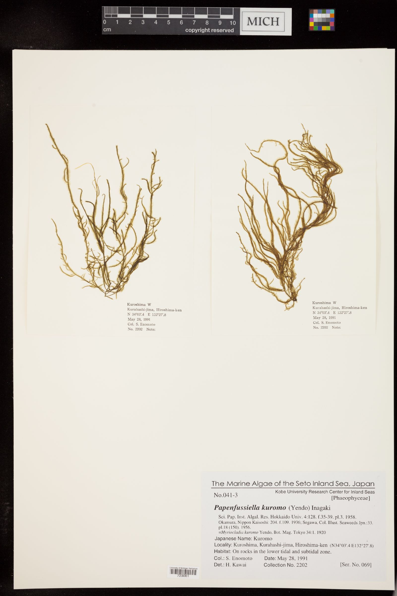 Papenfussiella kuromo image