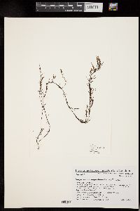 Sargassum hemiphyllum image