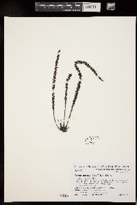 Sargassum thunbergii image