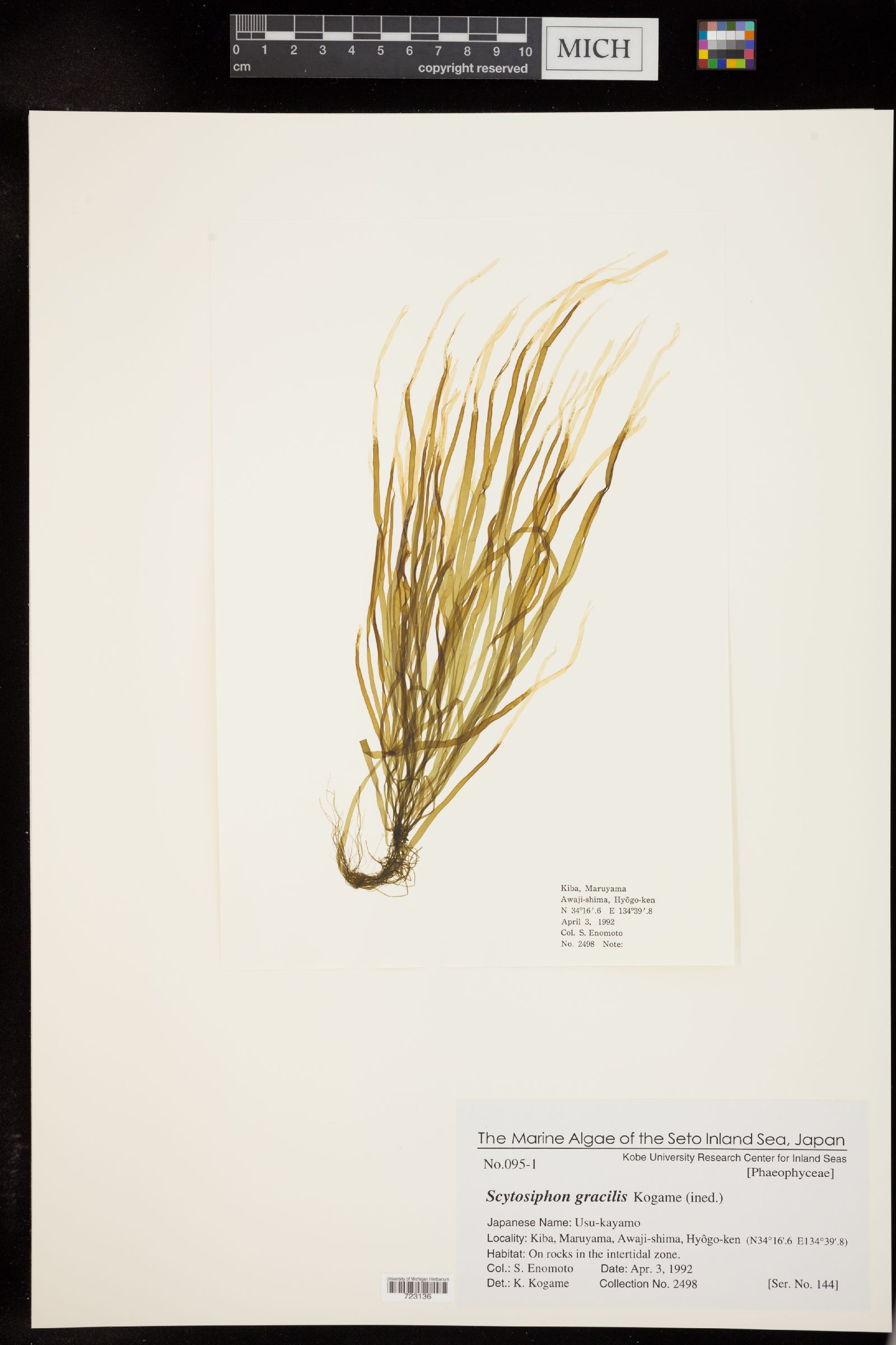 Scytosiphon gracilis image