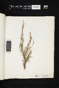 Conferva glomerata image