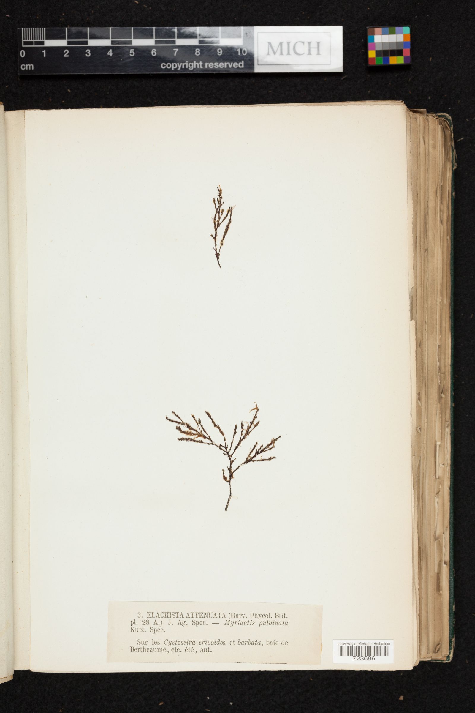 Myriactula rivulariae image