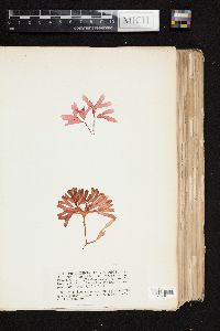 Phyllophora palmettoides image