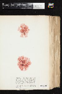 Rhodophyllis bifida image