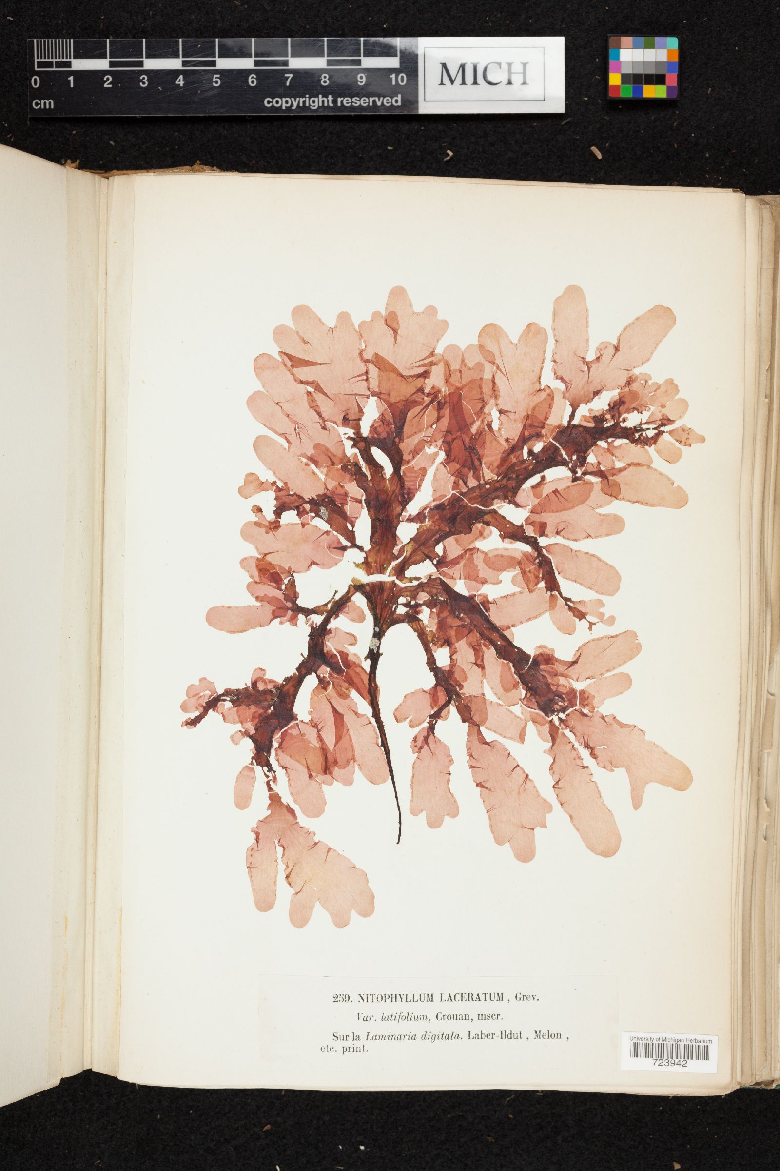 Nitophyllum laceratum var. latifolium image