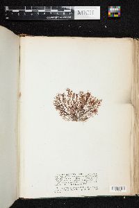 Polysiphonia furcellata image