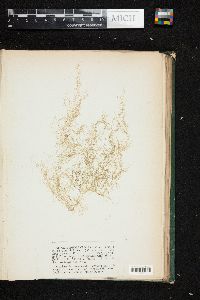 Cladophora crouanii image