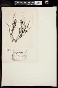 Cladophora wrightiana image
