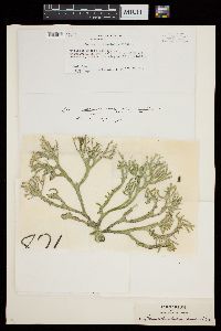 Codium isthmocladum subsp. clavatum image