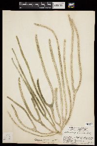 Codium amplivesiculatum image