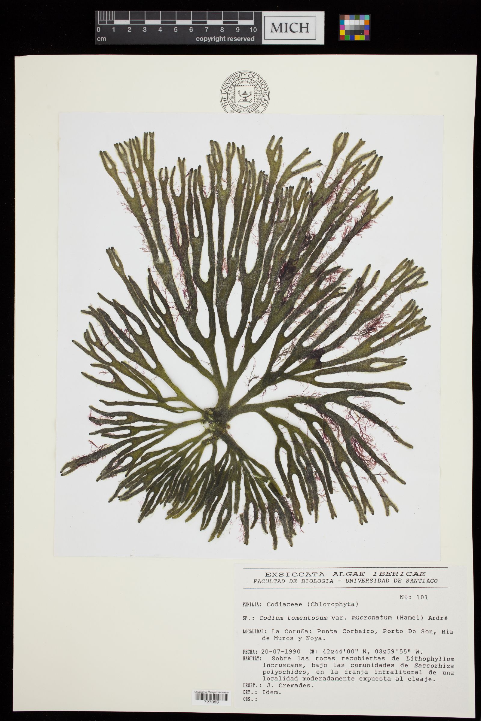Codium tomentosum var. mucronatum image