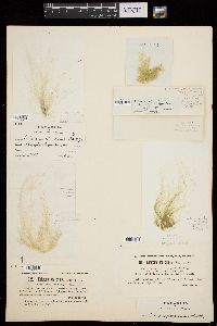 Enteromorpha crinita image