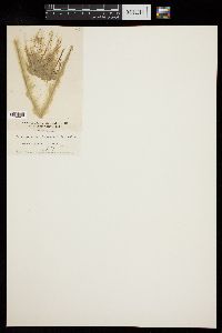 Oedogonium crenulatocostatum image