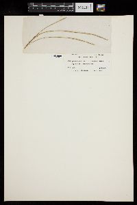 Oedogonium grande var. angustum image