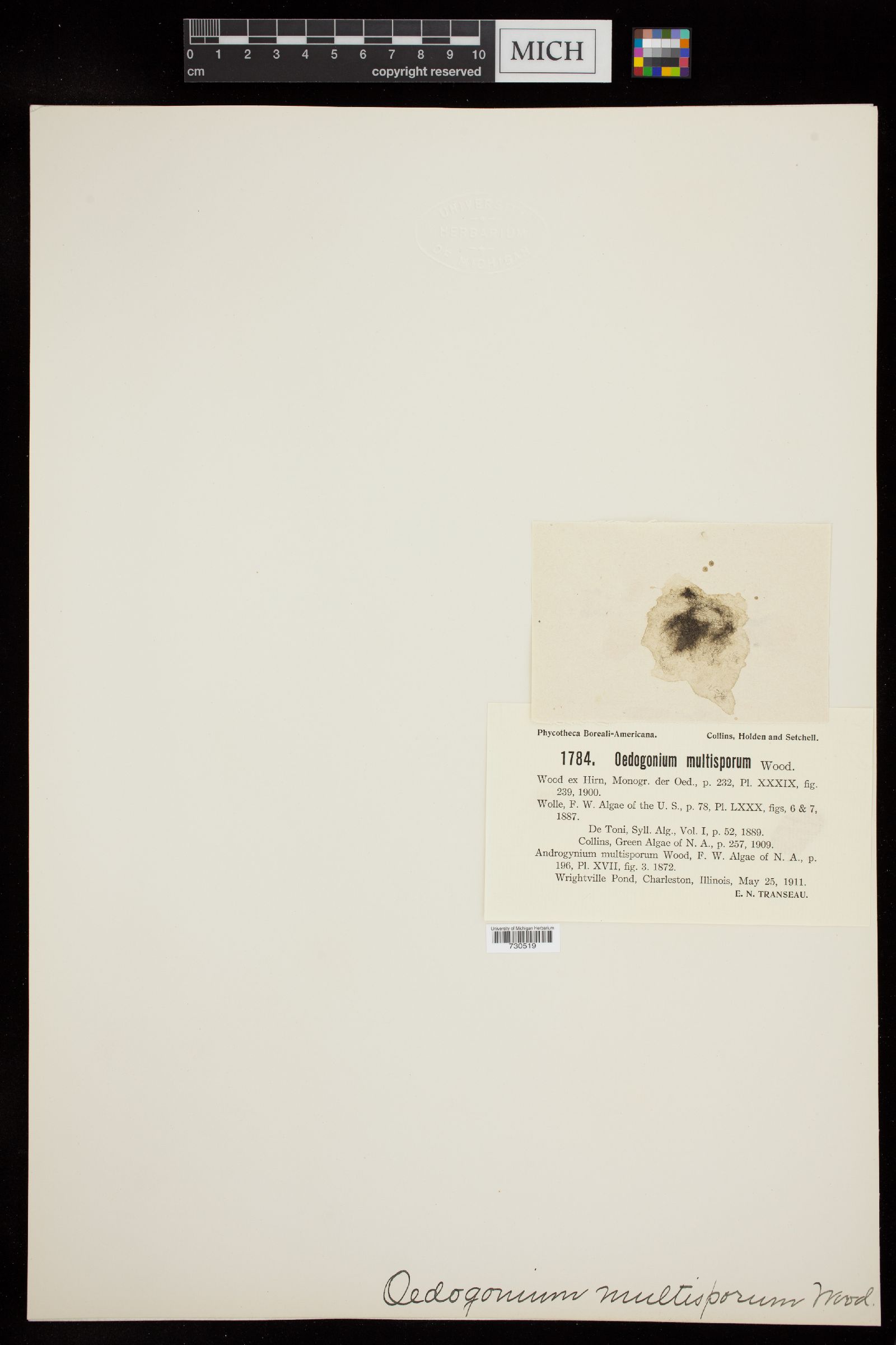 Oedogonium multisporum image