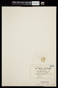 Oedogonium rufescens image