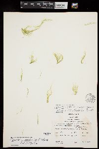 Pseudothrix groenlandica image