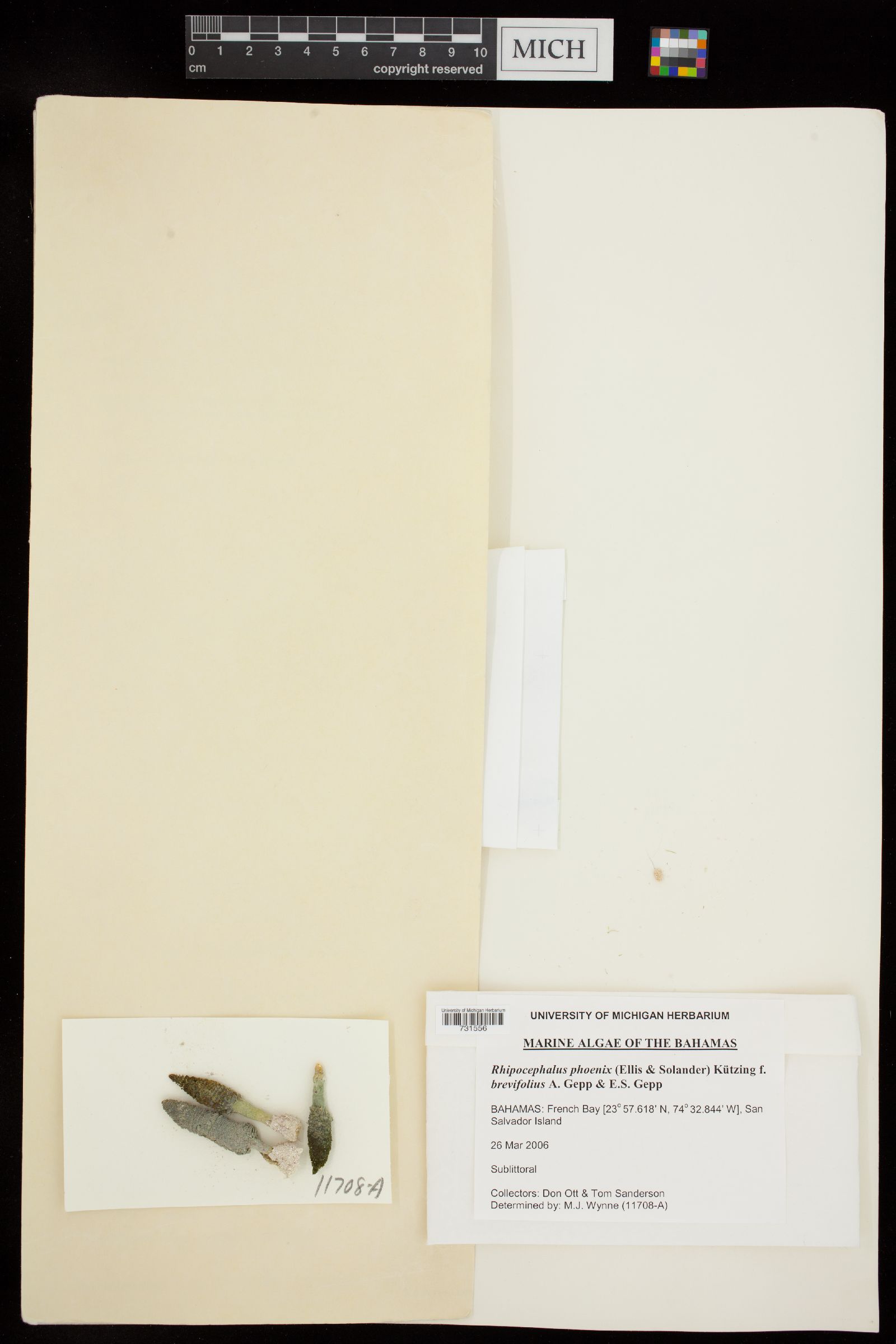 Rhipocephalus phoenix f. brevifolius image
