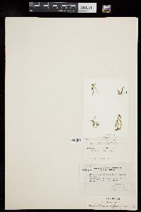 Ulothrix pseudoflacca f. maxima image