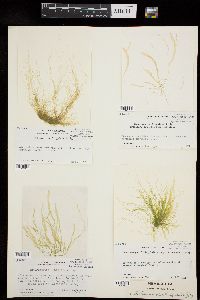 Ulva flexuosa subsp. paradoxa image