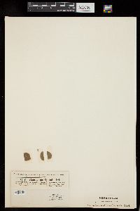 Staurastrum simonyi image