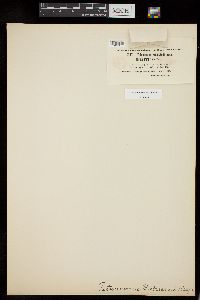 Tetmemorus brebissonii var. minor image
