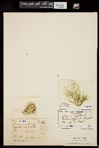 Spirogyra adnata image