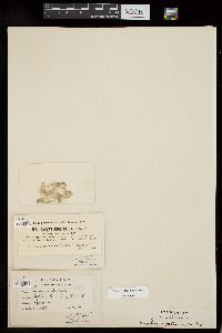 Spirogyra grevilleana image