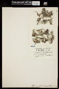 Spirogyra elongata image