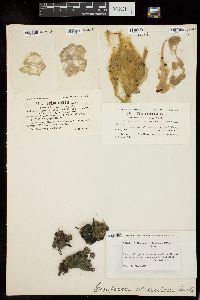 Tribonema utriculosum image