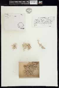 Amphiroa hancockii image